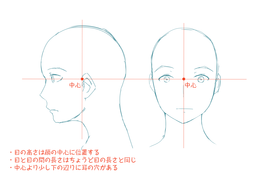 Yukijinet イラストレーターとしての頭部の知識